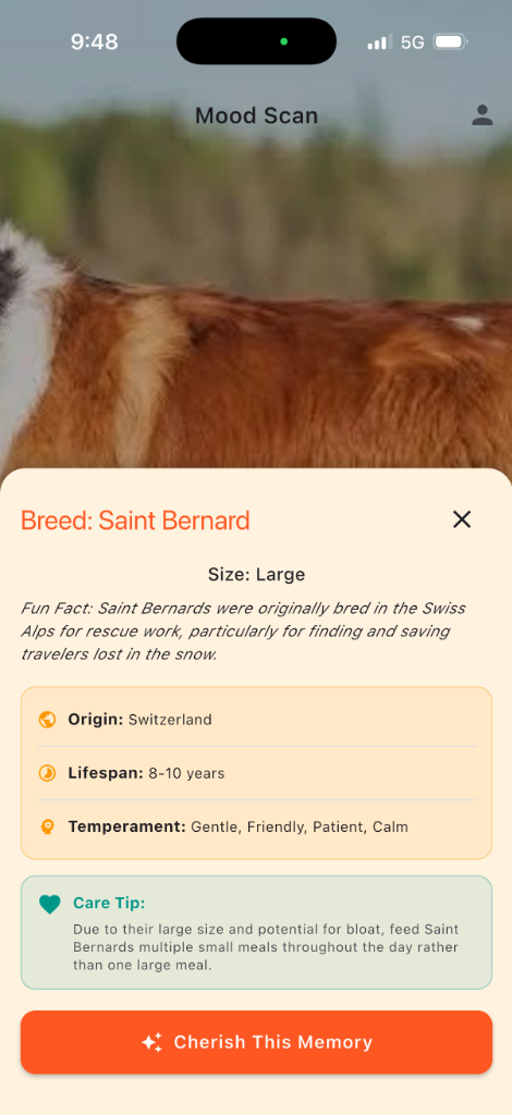 Saint Bernard Breed