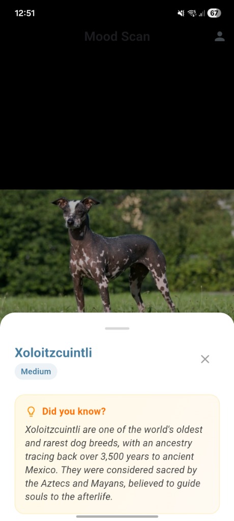 Xoloitzcuintli Breed